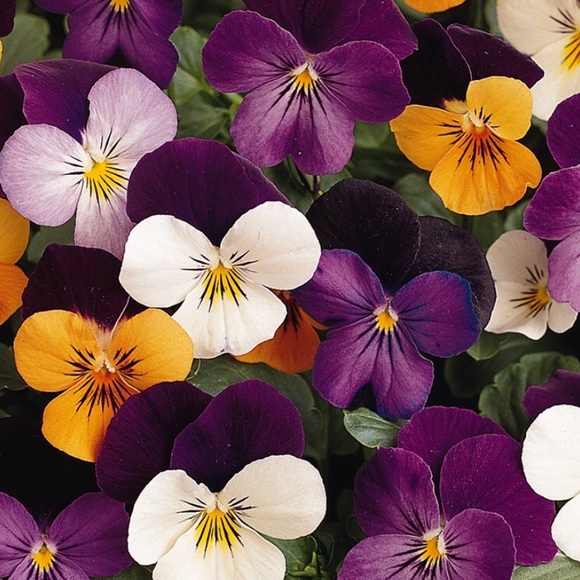 Meet your Posher, Victoria - Picture 1 of 1